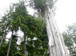 Drewno Cedru kanadyjskiego czerwonego w ofercie Tartak &quot;Stefan&quot;