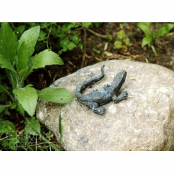 Mała jaszczurka na kamieniu