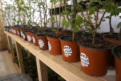 Pachnący lasem warsztat Barlinka, Tabandy i &quot;Design Alive&quot; okazał się być strzałem w dziesiątkę