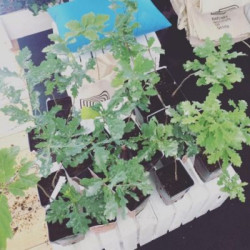 W miniony weekend Barlinek Institut of Design brał udział w Pikniku Mieszkaniowym na Polach Mokotowskich