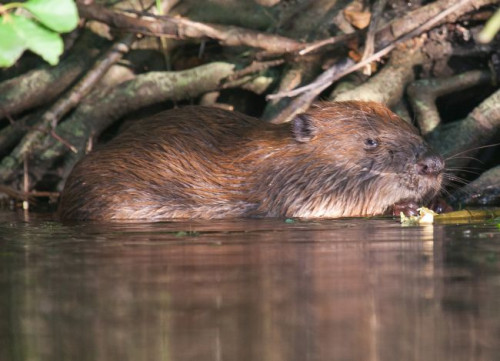 Kamery Bosch mają bardzo wysoką rozdzielczość dochodzącą do 5 megapikseli