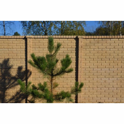 Dwustronne Betonowe Ogrodzenie Barwione Cegiełka Kolor Piaskowy