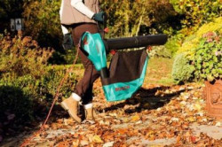 Liście już codziennie spadają z drzew