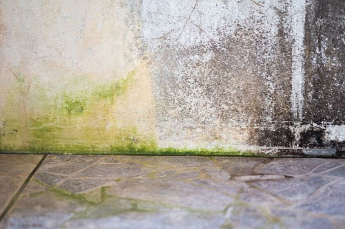 Równoczesne porażenie ściany przez glony (zielony kolor) i grzyby (brunatny i czarny nalot). Glony i grzyby pleśniowe często występują razem.