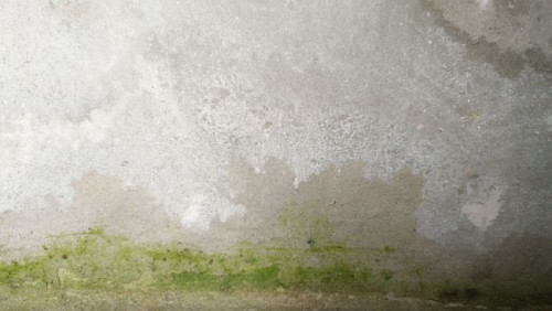 Wczesny etap porażenia przez glony. 