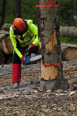 W sobotę 6 maja 2017 r. w ramach lokalnej imprezy pod nazwą "Duszatyńskie Zwiezło" rozegrano VII Zawody Drwali - Operatorów Pilarek Komańcza 2017