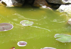 Oczko wodne - filtr czyszczący