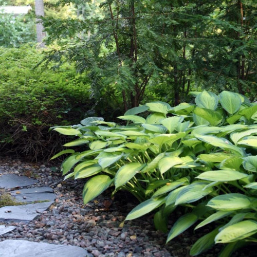 Pięknie będą wyglądać rośliny wieloletnie, o dużych, robiących wrażenie liściach