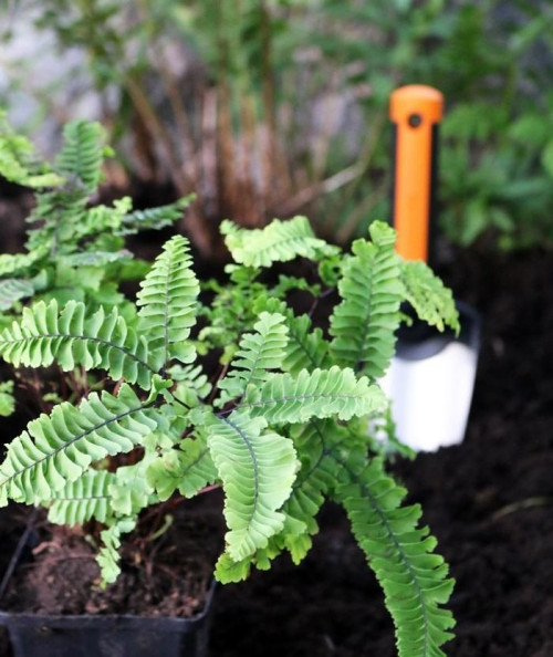Twój ogród zakwitnie w pełnej krasie, gdy posadzisz cieniolubne kwiaty