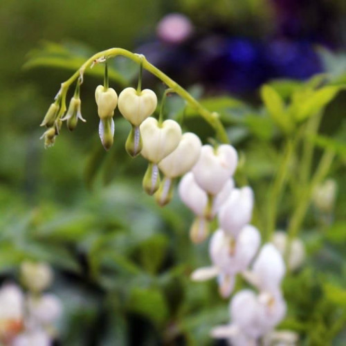 Stwórz wizualny kontrast poprzez połączenie liści o różnych kształtach i teksturach