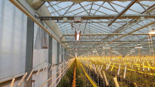 Lampa em-AGRO zamontowana w szklarni