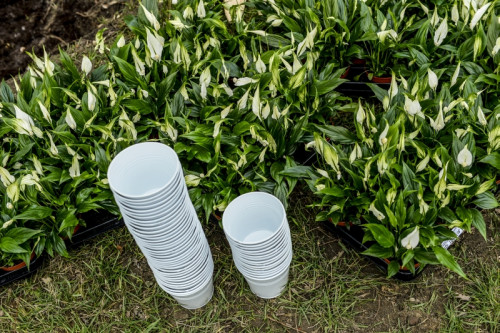 Skrzydłokwiaty jako gifty dla uczestników wydarzenia