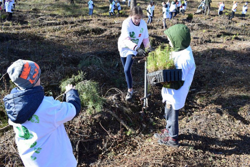 Uczniowie Szkoły Podstawowej nr 10 w Dębicy sadzą drzewa