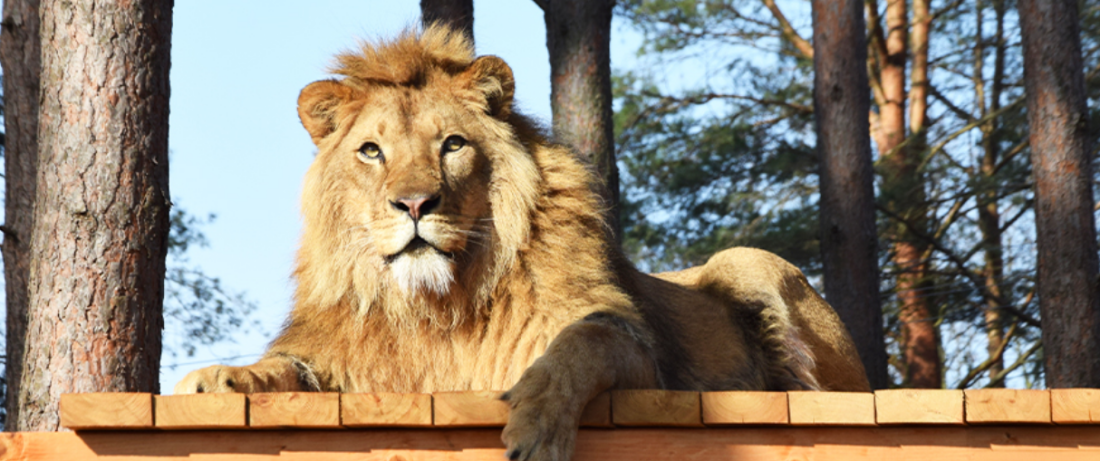JAF Polska pomaga lwom w Poznańskim Zoo
