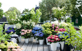 Uprawa hortensji ogrodowej i bukietowej - cenne porady!