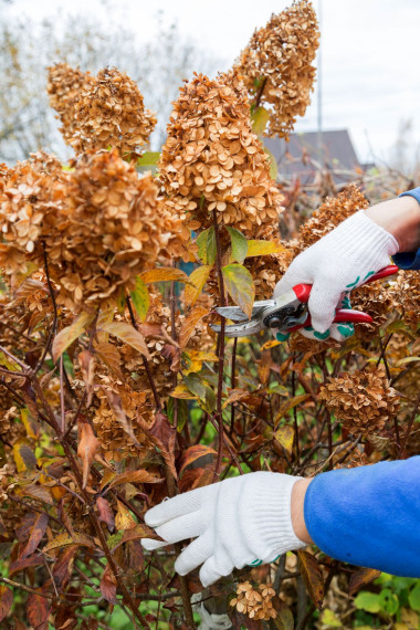 Przycinanie hortensji
