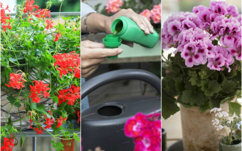 Pielęgnacja pelargonii balkonowych w 4 krokach