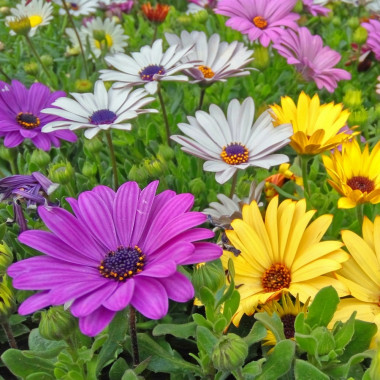 Afrykańska stokrotka