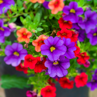 Minipetunia, kalibrachoa