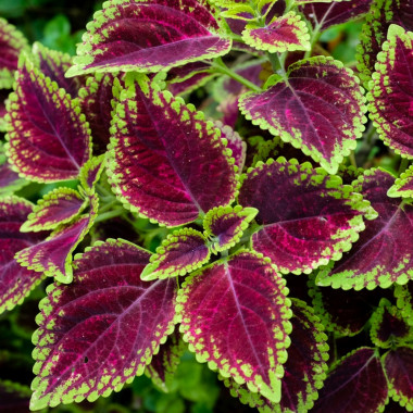 Pokrzywka, koleus Blumego