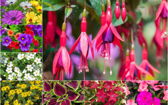 Propozycje kwiatów dekoracyjnych na zacieniony lub słoneczny balkon