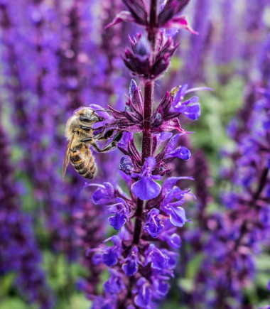 Rośliny przyjazne pszczołom - lato