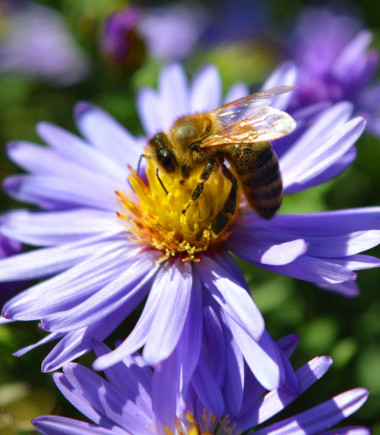Rośliny przyjazne pszczołom - jesień