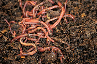 Kompostownik krok 4) dżdżownice