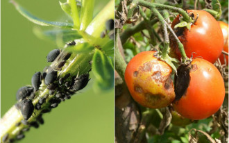 Jak pozbyć się z ogrodu szkodników, chwastów i chorób?