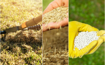 Jak zadbać o trawnik jesienią w 3 krokach?