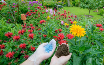 Czym i jak nawozić, by wzmocnić glebę przed zimą?