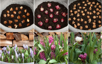 Jak prawidłowo sadzić cebulki do doniczek?