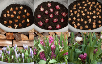 Jak prawidłowo sadzić cebulki do doniczek?