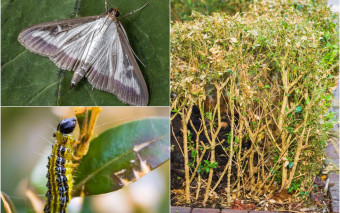 Jak zwalczyć ćmę bukszpanową?