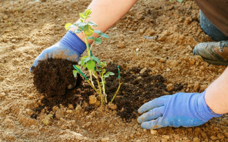 Sadzenie róż w ogrodzie w 10 krokach