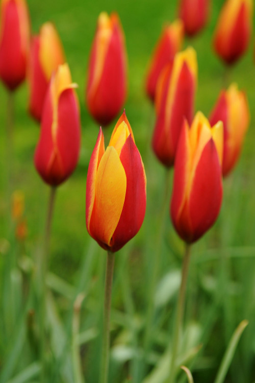 Tulipany