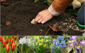 Jesienne sadzenie wiosennych kwiatów - 10 praktycznych wskazówek