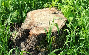 Jak usunąć pień po ściętym drzewie?