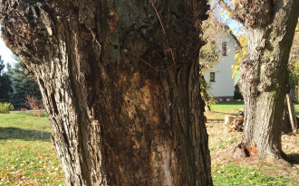 Czy można pomóc starym drzewom zaatakowanym przez grzyb (hubę)?