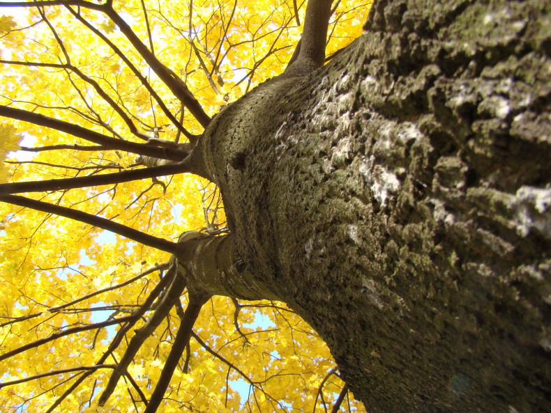 Drzewo z żółtymi liśćmi