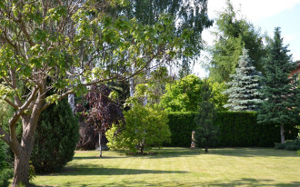 Kiedy i jak przesadzać drzewa w ogrodzie?