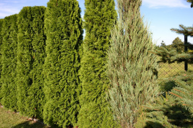 Zwarte żywopłoty z żywotników odmiany Szmaragd