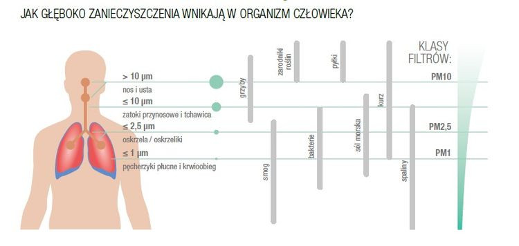 Jak głęboko zanieczyszczenia wnikają w nasz organizm?