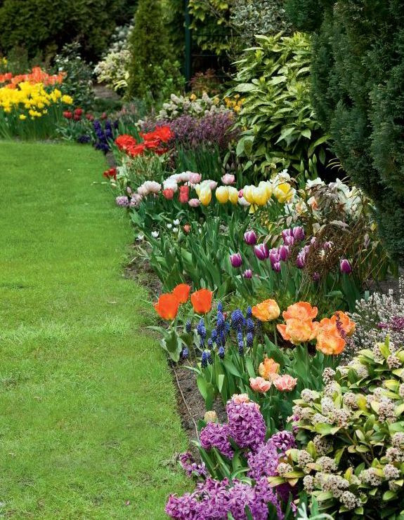 Kolorowe rośliny w ogrodzie