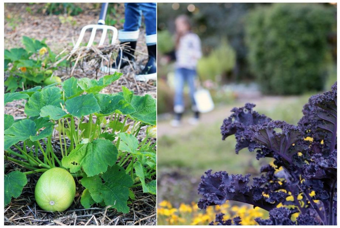 Jak odpowiednio dbać o ogród warzywny?