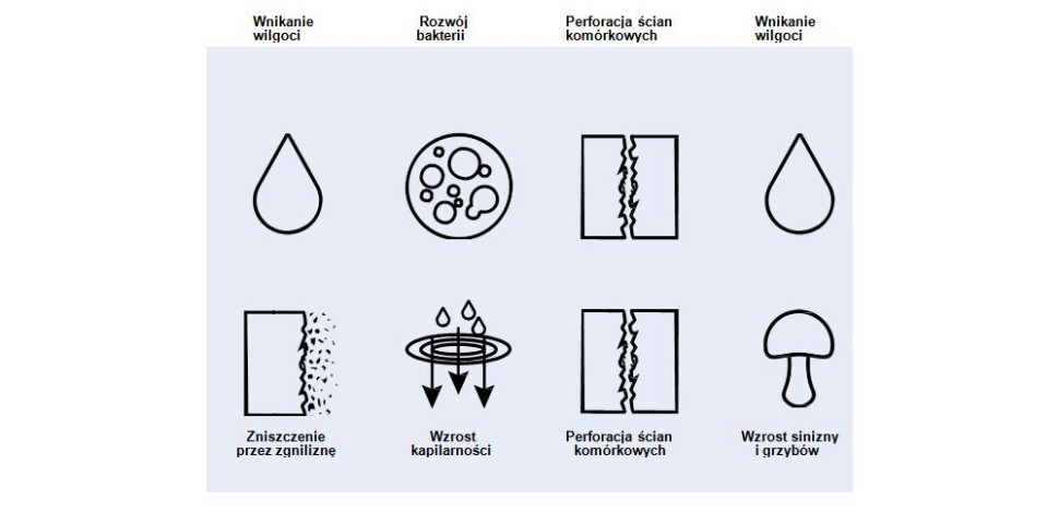 Przebieg procesu niszczenia drewna przez wilgoć, siniznę i zgniliznę