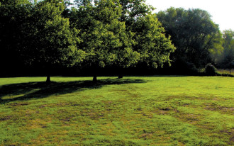 Jak się (nie) robi trawnik