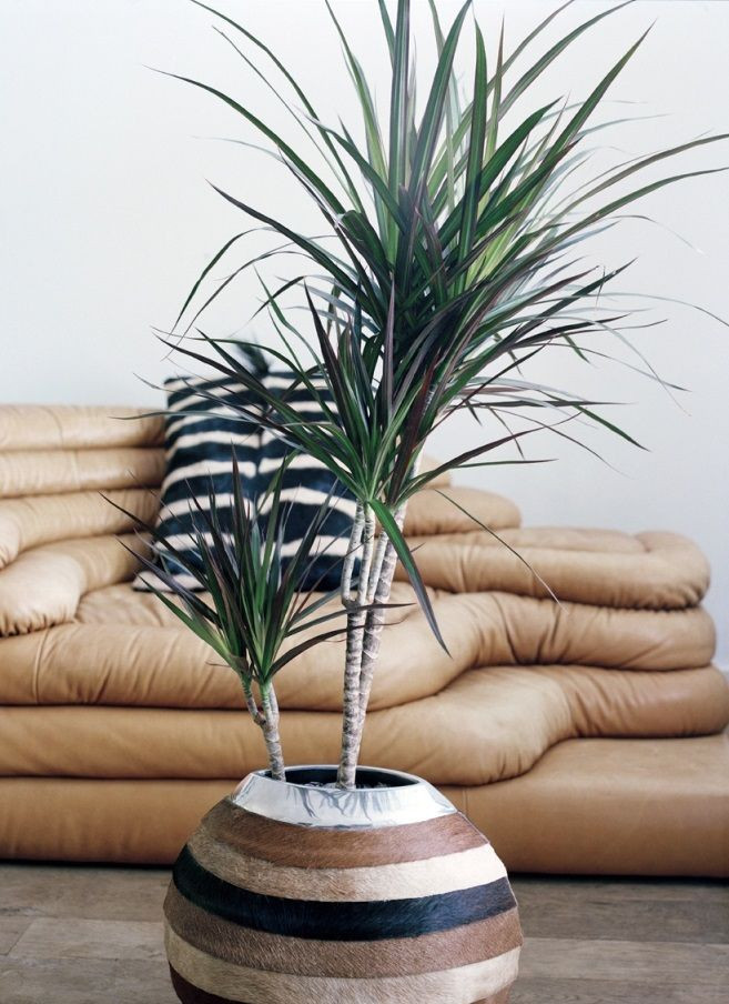 Dracena