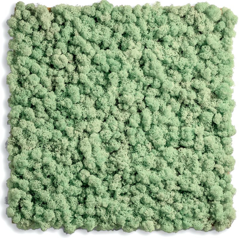 Panele z mchem - miętowa zieleń