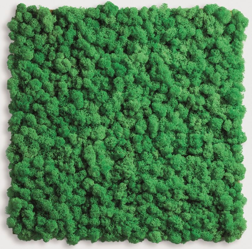 Panele z mchem - energetyczna zieleń